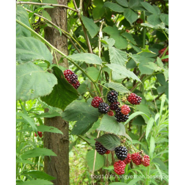 Individuel Quick Freezin-IQF Organic Blackberry Zl-006